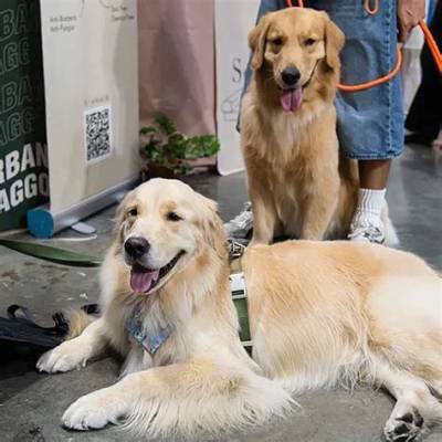 Behind the Viral Trend: Why Golden Retrievers Go Wild for Visits to Grandma's House