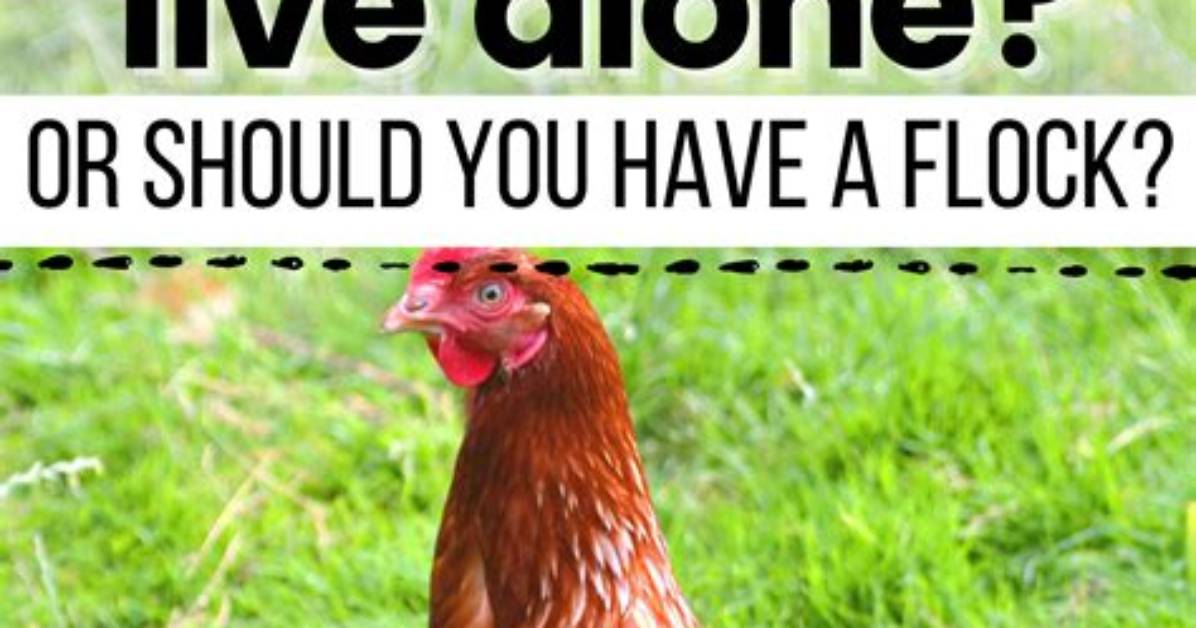 Can Chickens Live on Grass Alone? Debunking the Pasture-Fed Poultry Myth