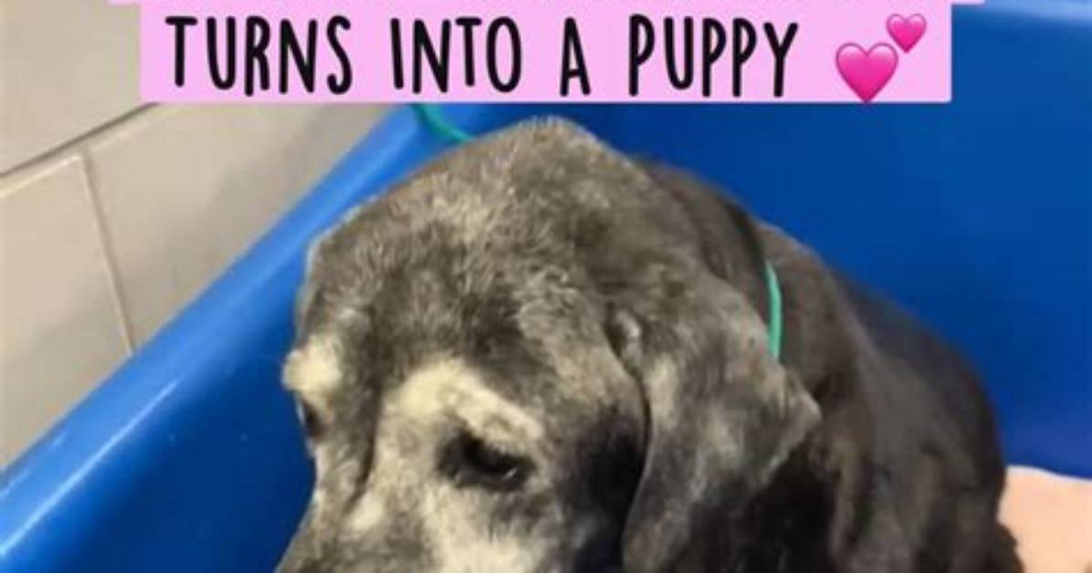 Caring for a 20-Year-Old Rescue Dachshund: Essential Guide to Hospice Fostering and Senior Dog Adoption