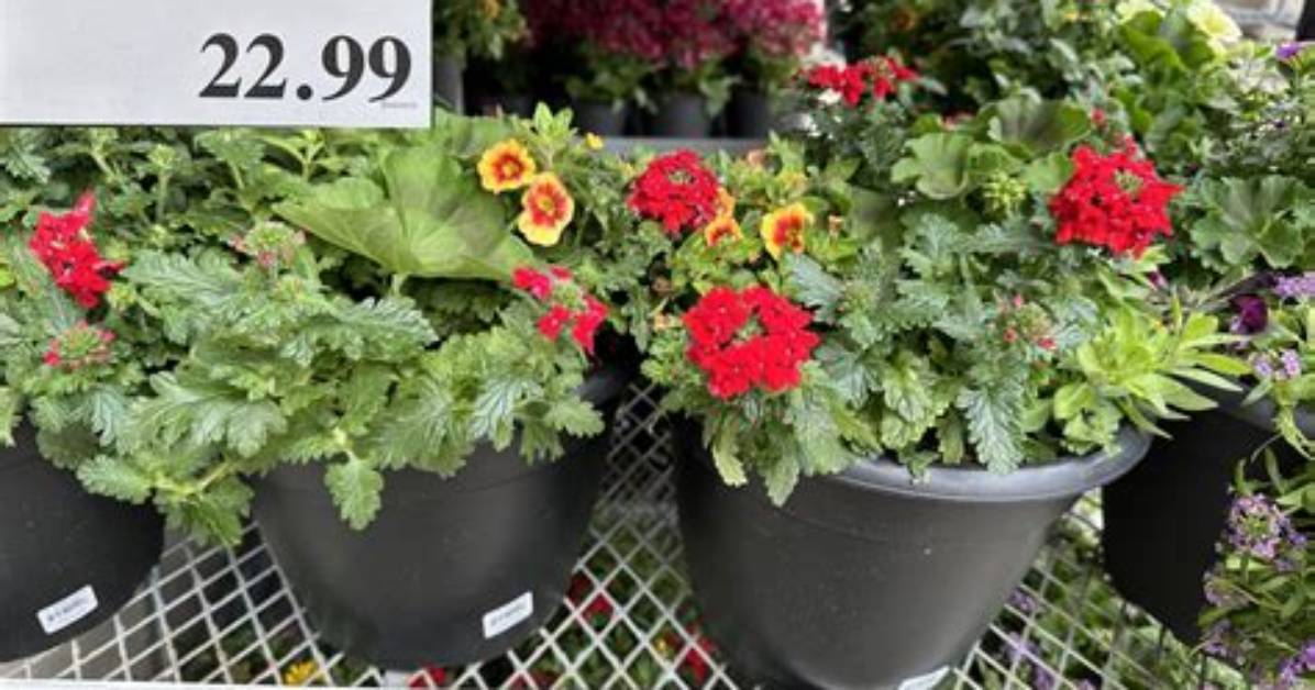 Costco Flowers and Garden Alerts: What Members Must Know Before Buying Plants