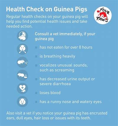 Fact Check: Are Guinea Pigs Really Overrunning Los Angeles or Is It Just a Housing Meme?