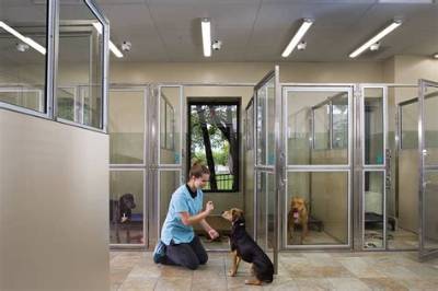 From Shelter Kennels to Loyal Companions: the Rise of Rotterman Adoptions