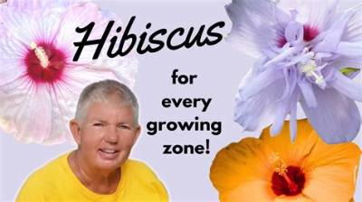 Hibiscus vs Hollyhock: How Botanical Illustrators Tell These Similar Blooms Apart