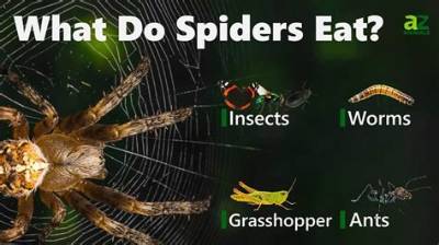 How Many Spiders Do You Eat in Your Sleep? Everything You Need to Know to Sleep Soundly