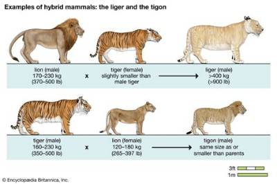 Liger vs Tigon Fact-Check: Do Lion-Tiger Hybrids Ever Occur in the Wild?