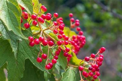 Local Berries in Early Spring: What Happens If You Mash High-Tech Greenhouse Fruit?