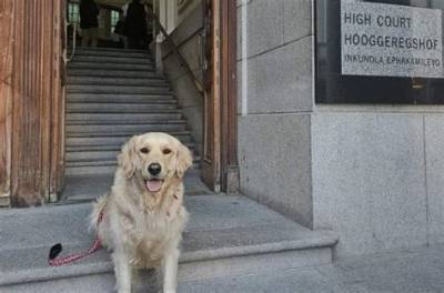 Meet Beanz the Golden Retriever: Nashville’s Famous Fence Dog Explained
