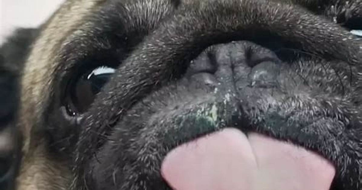 Pug Screen Licker in Action: the Ultimate Visual Loop Breakdown