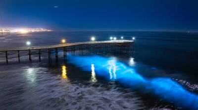 San Diego Bioluminescence Tracker: Live Sightings, Timing, and Crowds