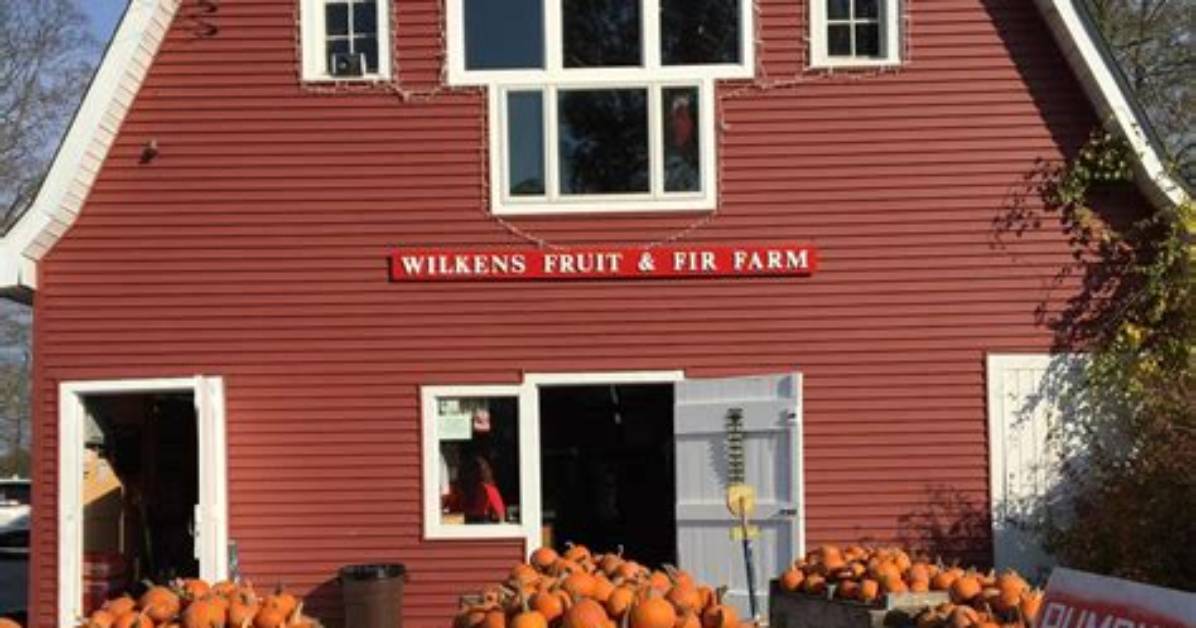 The Complete Visitor Guide to Wilkens Fruit and Fir Farm: Apples, Wine, and Mazes