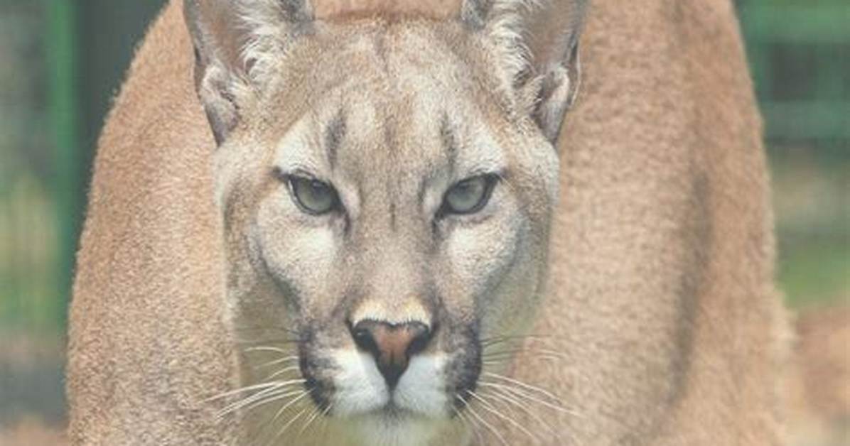 The Meaning of Cougar in 2026: Wildlife Clashes, Sports Feuds, and Slang Shifts