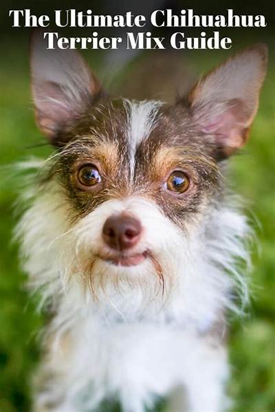 The Ultimate Chihuahua Playlist: Best Tracks, Fun Facts, and Where to Listen