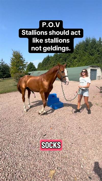 Why Is 'Favorite Stallion' Trending? the Viral Truth Behind Delalicious3 and Tdontran